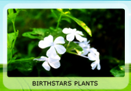 birthstarsplants