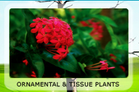 ornamentalplants