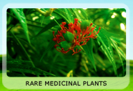 raremedicalplants